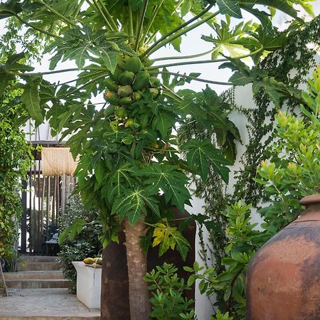Altanure Almatere - Food Forest Boutique Stay Tavira Eksteriør bilde