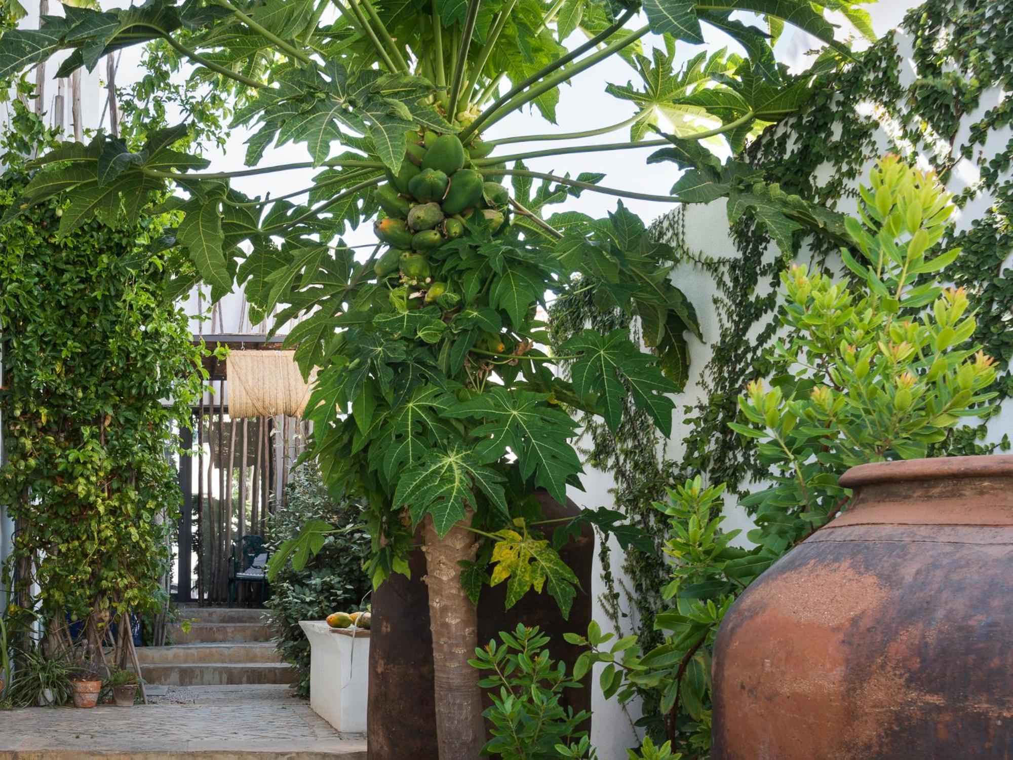 Altanure Almatere - Food Forest Boutique Stay Tavira Eksteriør bilde